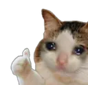 Cat Ok catok Discord Emoji