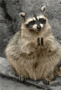 HappyRaccoon Discord emoji