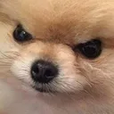 angydoggy