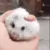 rat