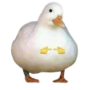 TOD_bebek_anu TOD_bebek_anu