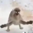 cat_pose
