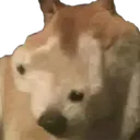 Boptis Boptis