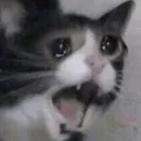 crycat