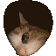 catpeek Discord emoji