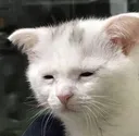tiredcat