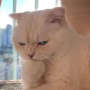 thinkcat