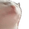 catsuperjam catsuperjam