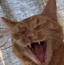 NukedCat Discord emoji