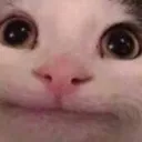 CatStare
