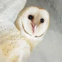 happy