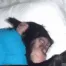 monkegm monkegm