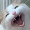 aaaaaaaaa
