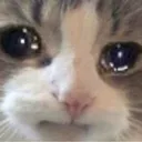 sadsad