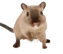 gerbil