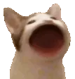 catFax