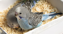 BabyBudgies Discord emoji
