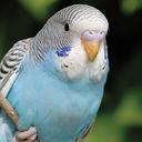 AllAboutBudgies Discord emoji