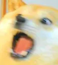 shockdoge