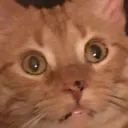 peroncat Discord Emoji