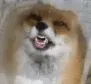 foxytongue