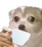 dog_tea