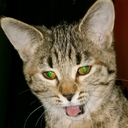 Catthedon Discord emoji
