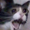noo