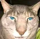 gojo