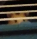 hewwo