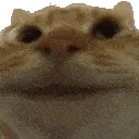 CatYes