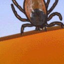 TS_Tick Discord emoji
