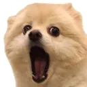 Doge_Omg Discord Emoji