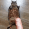 ch_fat Discord emoji