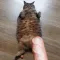 ch_fat