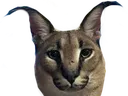 bigflopa