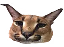 bigflopa_no
