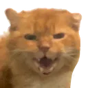catweezscrem