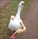flex