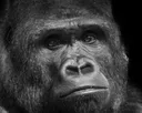 sadgorilla