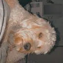 dogsupremacy Discord Emoji