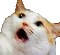 catshock