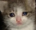 sad_cat