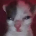 confused_cat