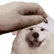 petthesamoyed