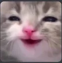 mishixd_fn