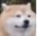 dogebruh dogebruh