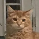 Ld Orangecatstare Discord Emoji