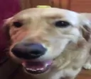 butterdog