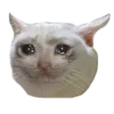 sed